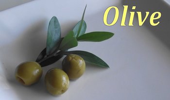 olive-seed.jpg